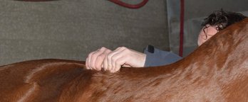 osteopathie bij paard